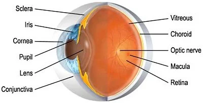 Cross-section diagram of the human eye