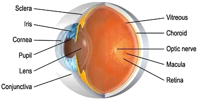 Cross-section of the human eye